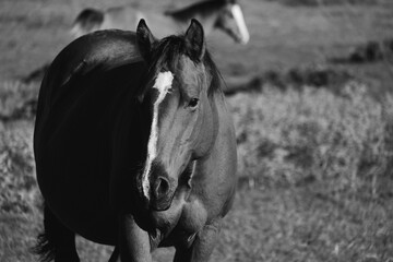 Young horse on Texas ranch in rustic black and white style, copy space on background.