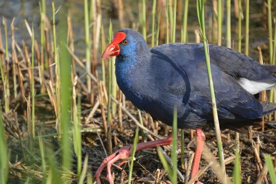 Colorful blue bird with red beak in the pond during daytime, Pukeko (Swamphen)