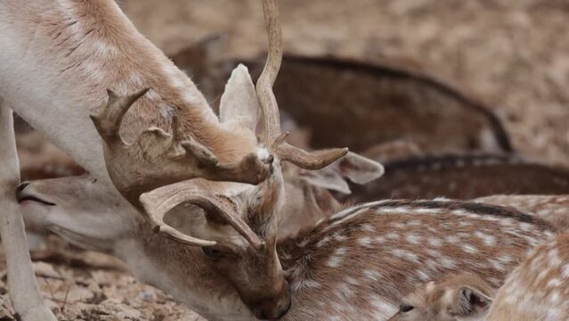 portrait d'un daim en gros plan	