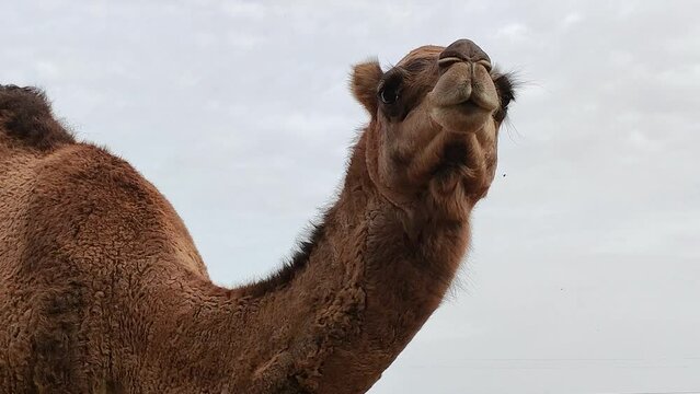 portrait d'un dromadaire en gros plan