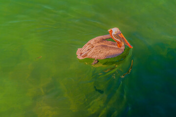 Pelican in the water