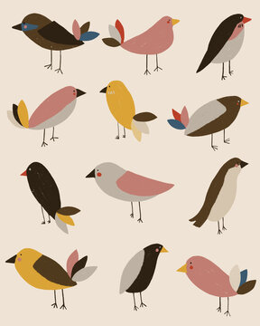 Birds
