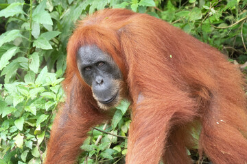 Orangutan close up portrait in Sumatra forest at the village of Bukit Lawang, Indonesia