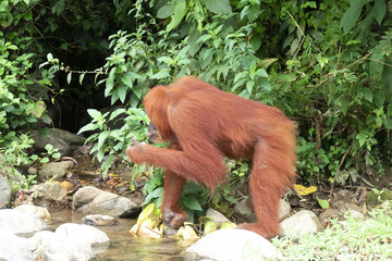 Orangutan close up portrait in Sumatra forest at the village of Bukit Lawang, Indonesia