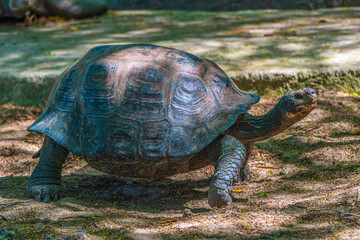 Floreana giant tortoise