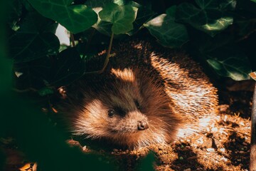 Closeup shot of a cute hedgehog lying on the ground between bushes in the daylight © Rowan Adamzek/Wirestock Creators