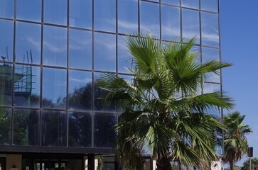 Fototapeta na wymiar Detail of a glass and steel wall of a building, with a palm tree, on the waterfront