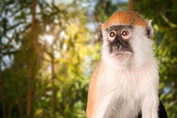 Cute young monkey on green nature background.