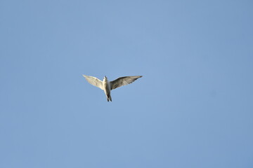 kite in flight