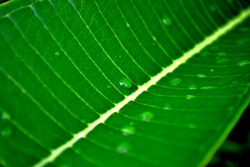 green leaf with drops