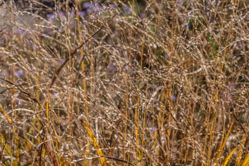 Dried tall grass closeup view