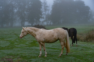 Obraz na płótnie Canvas side Shot of a White Horse