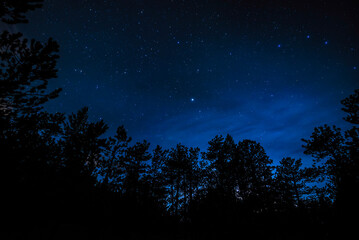 starry night sky in the forest