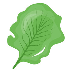 Icon of spinach leaf flat design 