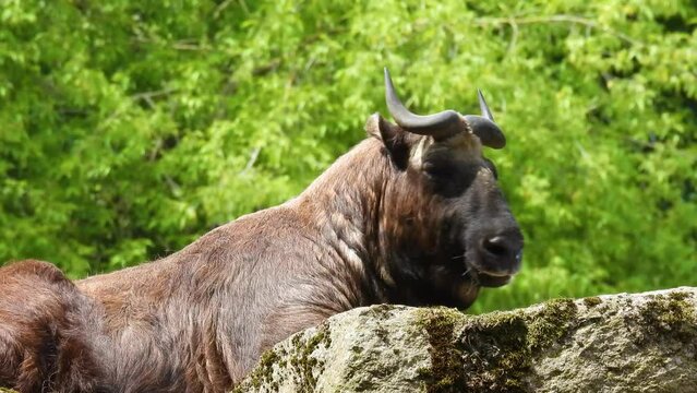 golden takin in wild nature on a green background, natural sound