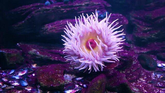 magnificent sea anemone (Heteractis magnifica), also known as the ritteri anemone