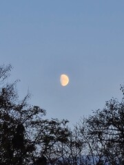 moon and tree