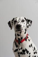Close-up - adult Dalmatian dog sitting and looking at the camera