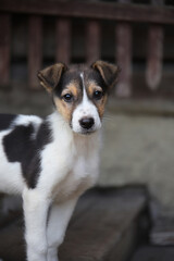 A black and white puppy stands on the porch of the house on the wooden steps. Portrait of a spotted black and white dog puppy outdoors.