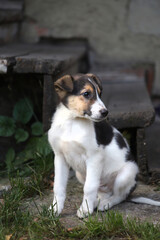 Portrait of a white puppy with black spots outdoors. A spotted puppy of a dog sits against the background of wooden steps.