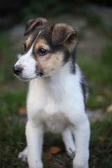 Portrait of a tricolor puppy outdoors. A mongrel young dog of a red-black-white color sits on the grass and looks to the side.