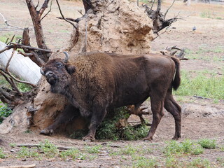 Kapitaler Wisentbulle reibt sich an Baumwurzel
