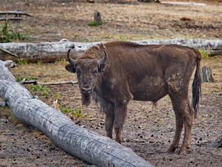 junger Wisentbulle auf Freifl&auml;che
