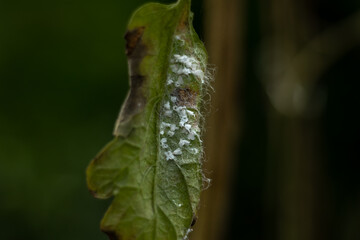 white fly attack on tomato leaves in a plantation