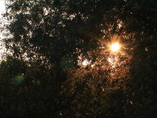 The setting sun through the trees