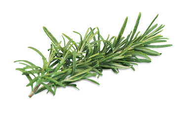 Rosemary Sprig Isolated