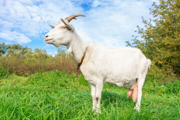 small goat in a field of wheat.