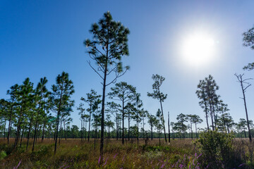 Sun with cloudless sky in pine flatlands, Poinciana, Osceola County, Florida, USA