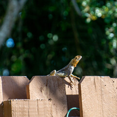 Invasive Peters's Rock Agama (Agama picticauda) sitting on a wooden backyard fence in Stuart, Florida, USA