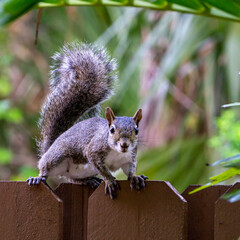 Eastern Gray Squirrel (Sciurus carolinensis) standing on a backyard wood fence, Stuart, Martin County, Florida, USA