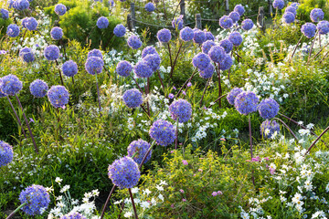 Allium giganteum flower heads giant onion Allium, The flowers bloom in the early summer morning, Field full of pink alliums, Beautiful purple allium flowers in bloom.