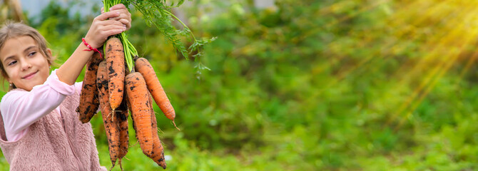 The child is holding a harvest of carrots. Selective focus.
