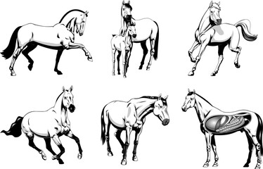 Cartoon Horses Different Poses In Gray Colors. Vector Hand Drawn Collection Set Isolated On Transparent Background