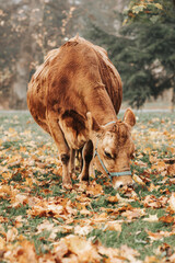 Byk w jesiennym liściach w parku © neskama
