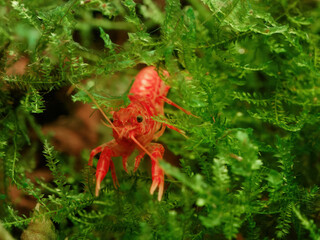 Orange dwarf Mexican crayfish (Cambarellus patzcuarensis) climbing in Taiwan moss (Taxiphyllum...