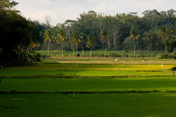 Landscape of rice paddies, crops and green jungle, in the afternoon, in Tana Toraja Regency, Sulawesi, Indonesia