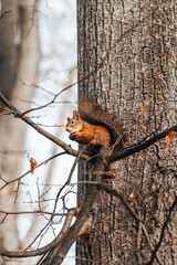 Wiewiórka je orzecha na drzewie - obrazy, fototapety, plakaty