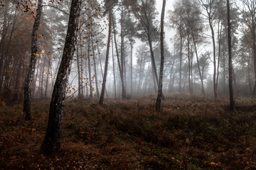 Dark and misty birch forest