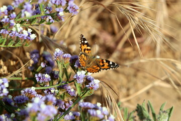 Lepidoptera butterfly sits on a flower.