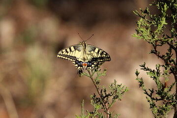 Lepidoptera butterfly sits on a flower.