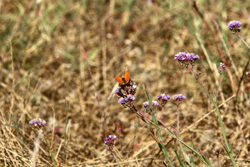 Lepidoptera butterfly sits on a flower.
