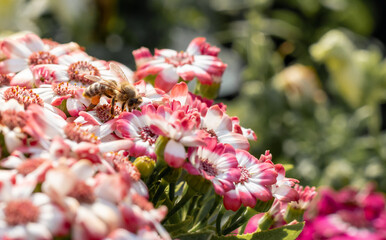 bee on a red flower collects pollen. bee collects nectar from flowers.