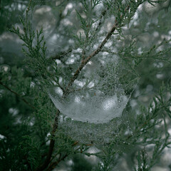 Spider web sagging in a pine tree under the weight of frozen dew