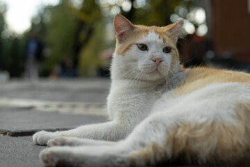 Homeless animals concept.Beautiful cat lying on the street.close up.