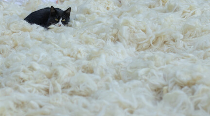 Homeless animals concept.Black and white alley cat lying on wool.