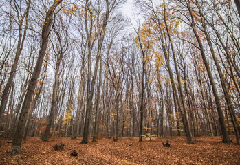 Autumn landscape, a carpet of dry leaves lies on the hills of the forest. Very atmospheric autumn photo. Autumn forest
